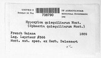 Hypoxylon quisquiliarum image